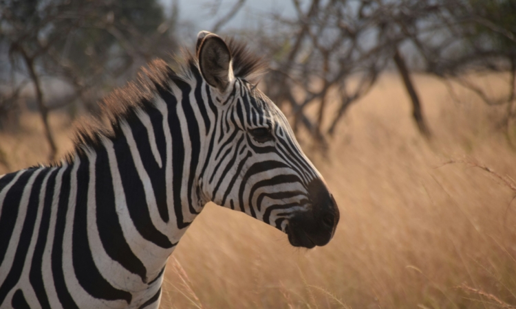 1-Day Akagera Safari Adventure - Wildlife Encounter