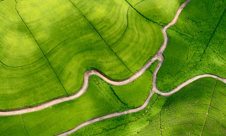 10-Day Best Rwanda Safari - Experience Rwanda's Majesty