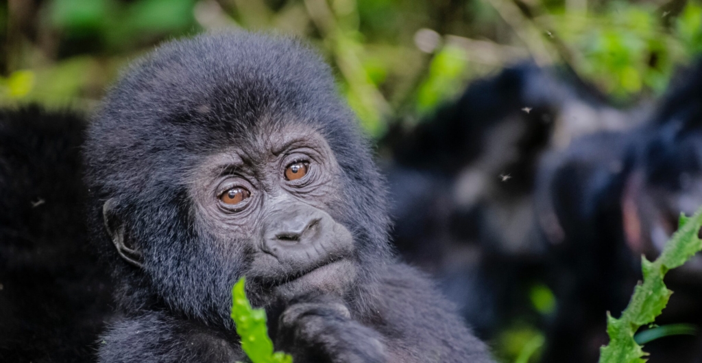 6-Day Bwindi Gorilla Trekking from Kigali to Akagera Safari