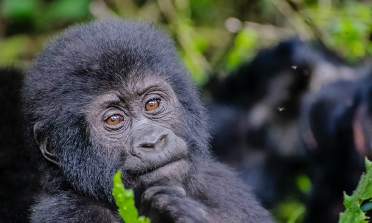 6-Day Bwindi Gorilla Trekking from Kigali to Akagera Safari