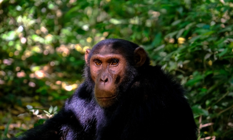 6-Day Rwanda Adventure - Nyungwe Forest & Akagera Wildlife Safari