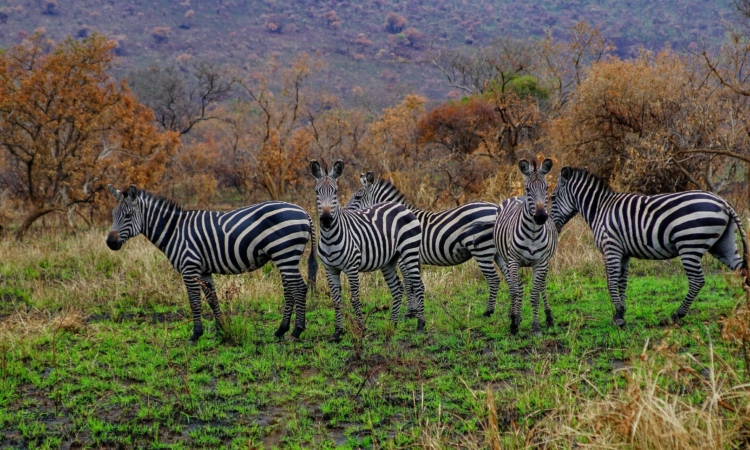 7-Day Rwanda Safari - A Journey of Wonders