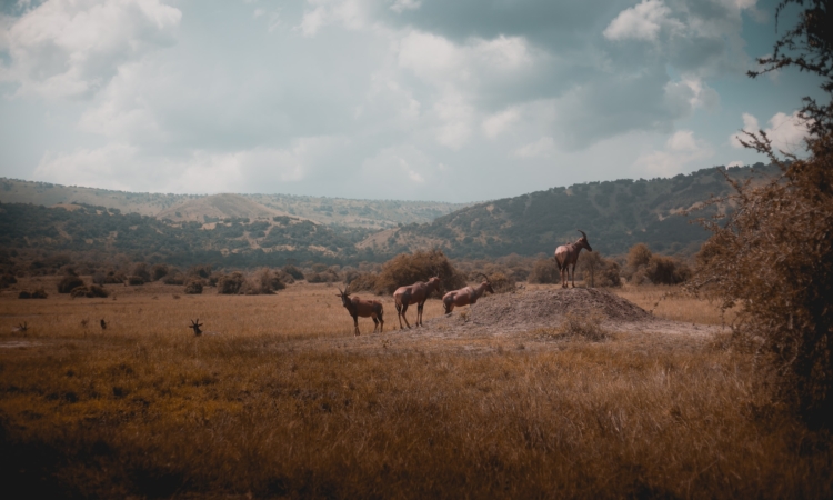 A Guide to Akagera National Park's Location and Access