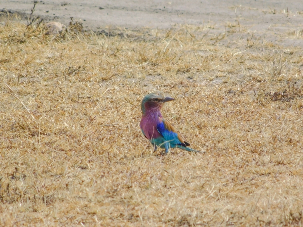 Birds of Akagera National Park