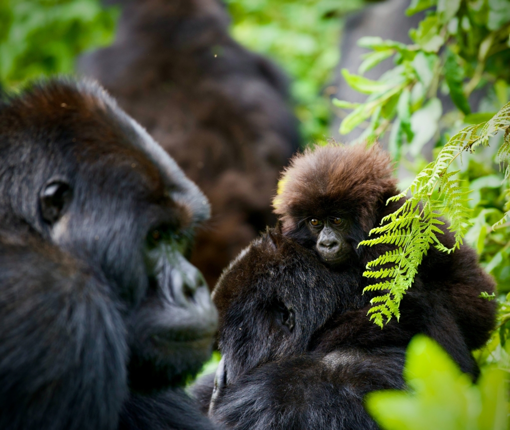 Detailed 5-Day Rwanda Gorillas & Akagera Wildlife Safari Itinerary