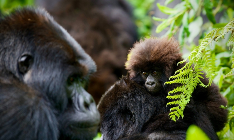 Detailed 5-Day Rwanda Gorillas & Akagera Wildlife Safari Itinerary