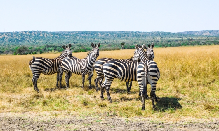 Discover Akagera in 2 Days | Short & Thrilling Safari