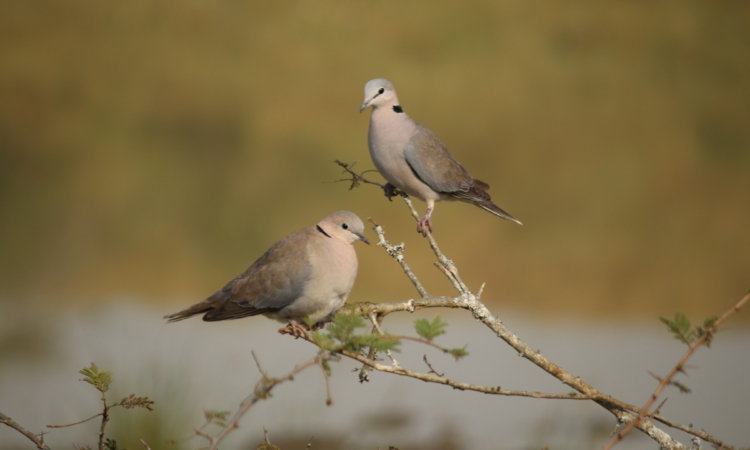 Discover Bird Watching in Akagera National Park