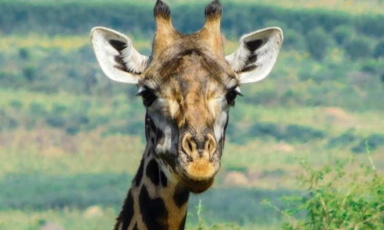 Discover the Diverse Wildlife of Akagera National Park