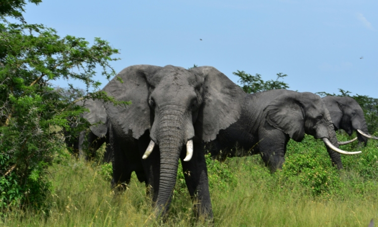 Essential Facts About Akagera National Park