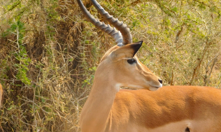 Explore the Nyungwe Gate - Your Gateway to Akagera's Wonders