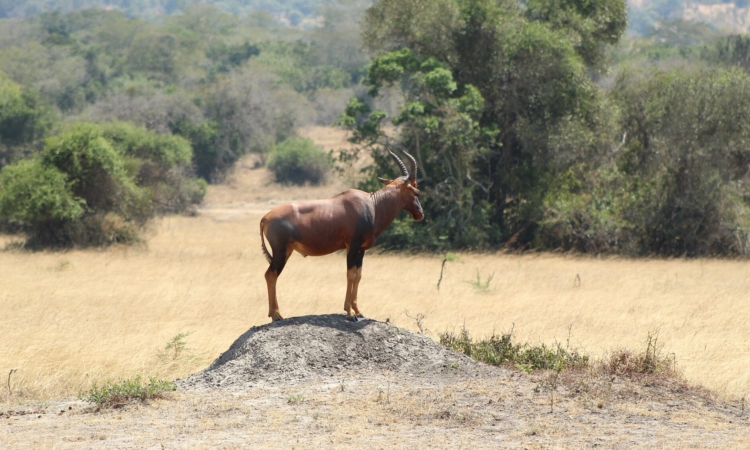 Guide to Akagera National Park Entry Fees