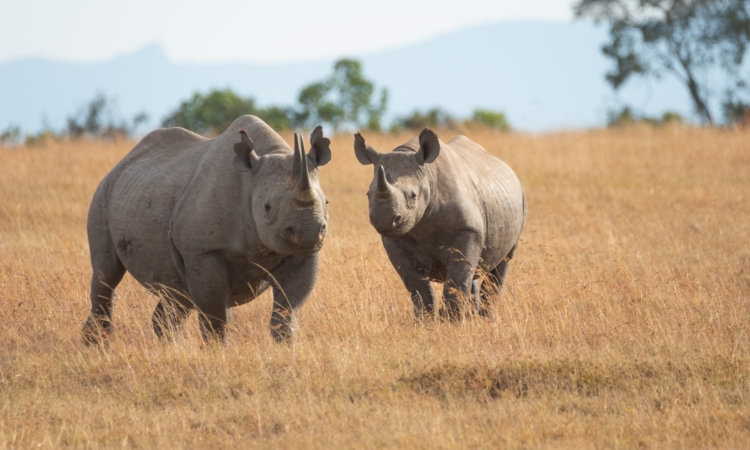 Rhinos in Akagera - A Majestic Safari Experience