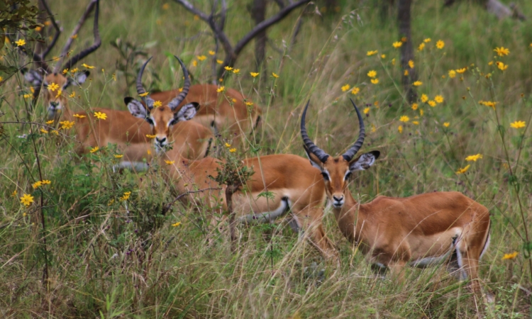 Top Attractions in Akagera National Park - Things to See