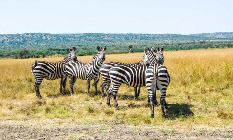 Understanding the Climate and Weather of Akagera National Park