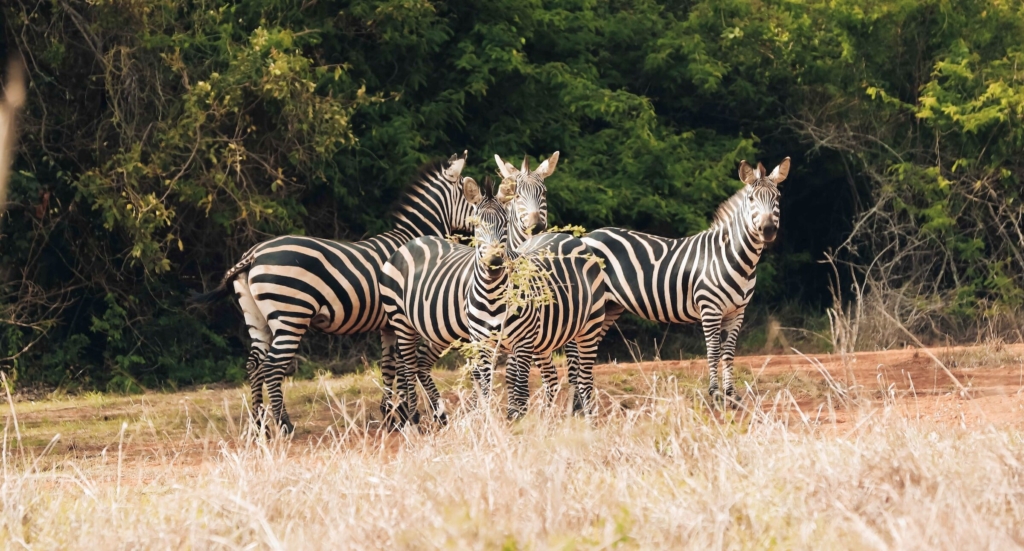 Understanding the Rules and Regulations of Akagera National Park