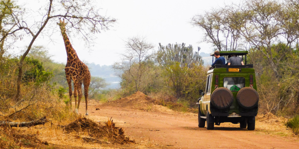 Giraffes in Akagera National Park