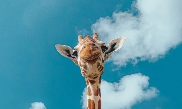 Meet the Majestic Giraffes of Akagera National Park