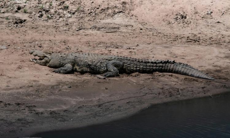 Nile Crocodile