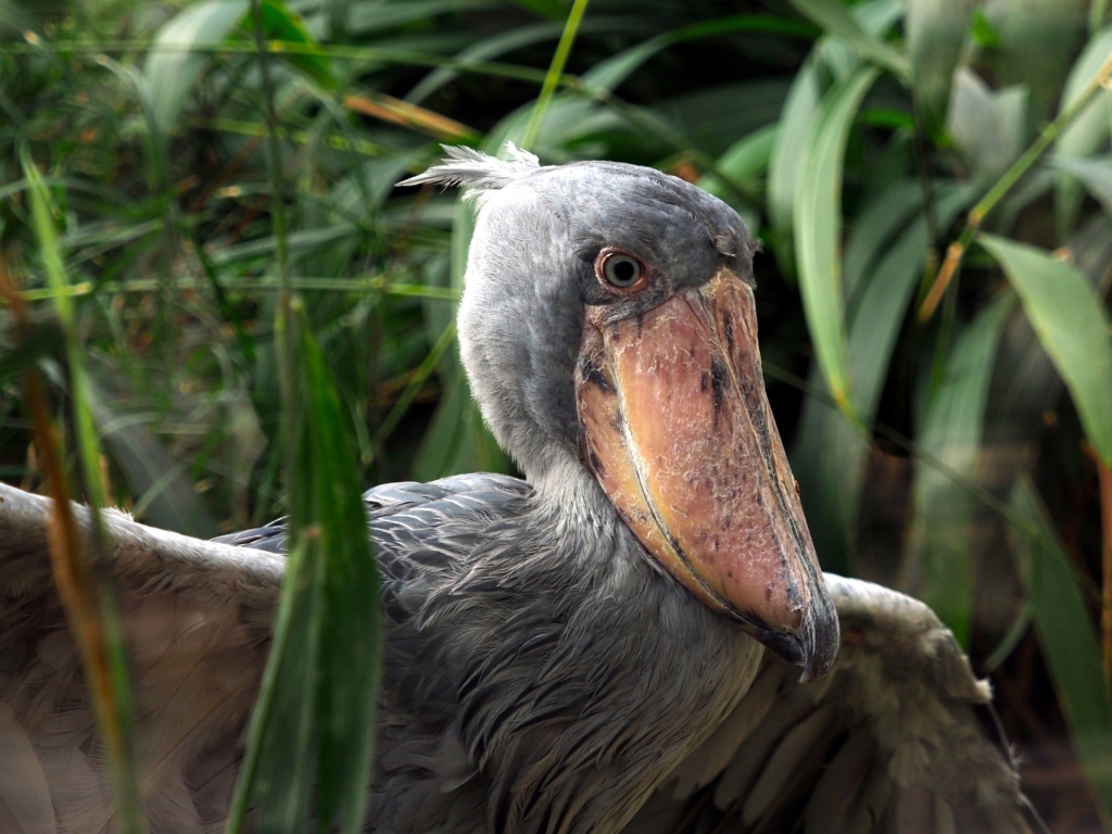 Shoebill