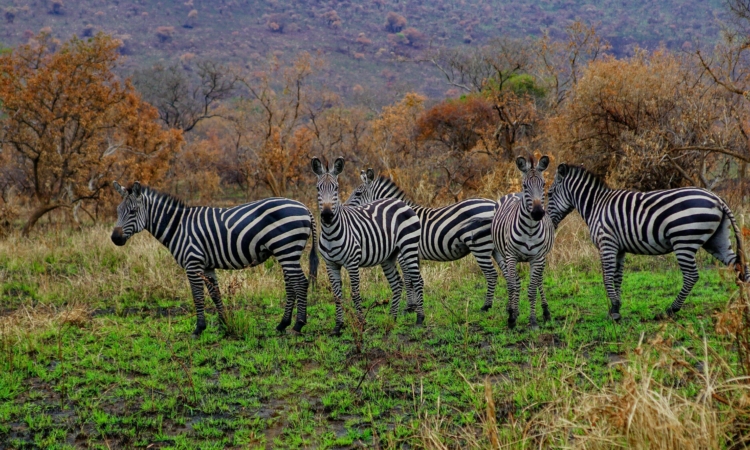 Walk the Line - Exploring Akagera's Electric Fence