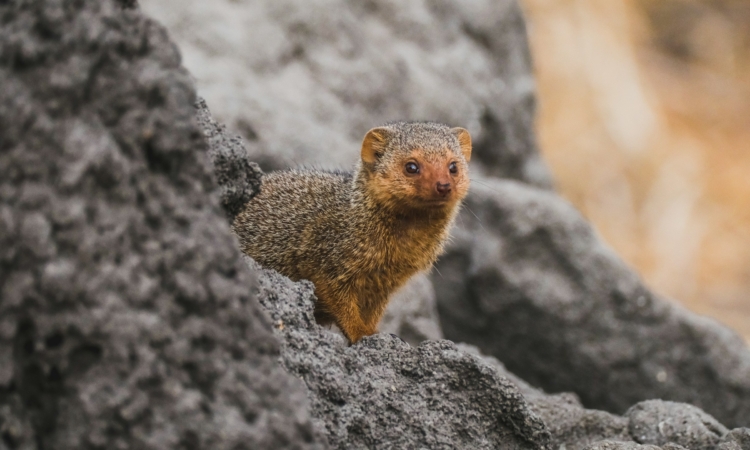 Discover the Mongoose: Fascinating Predators of Akagera National Park