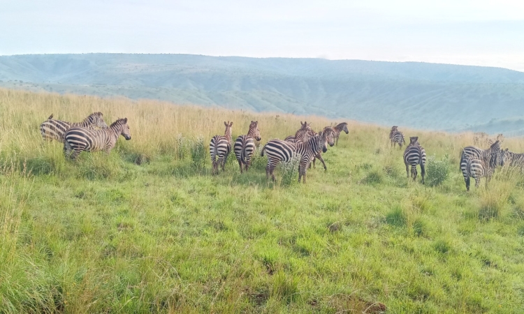 Explore Mutumba Hills: Best Views & Wildlife in Akagera
