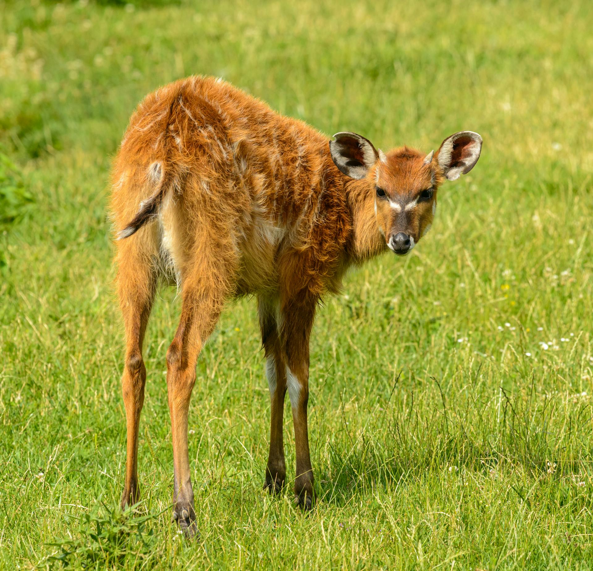 Sitatunga Sitatungas in Akagera | Rwanda's Wetland Antelope