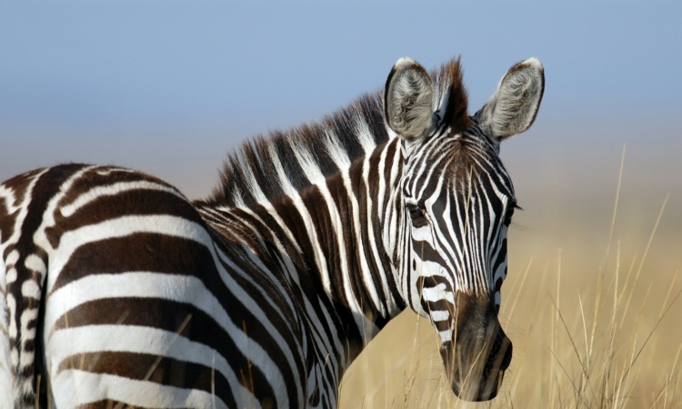 Discover the Zebras of Akagera National Park