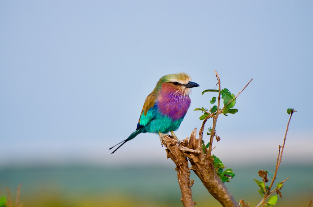 Birding Safaris