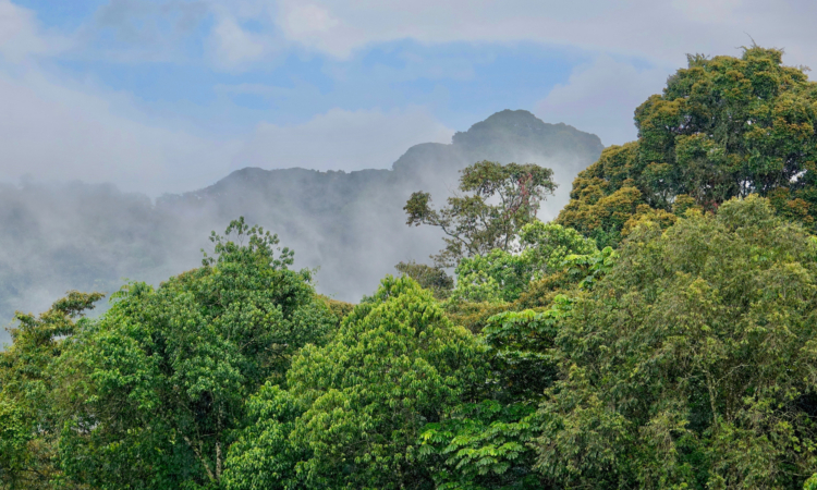 Rwanda National Parks