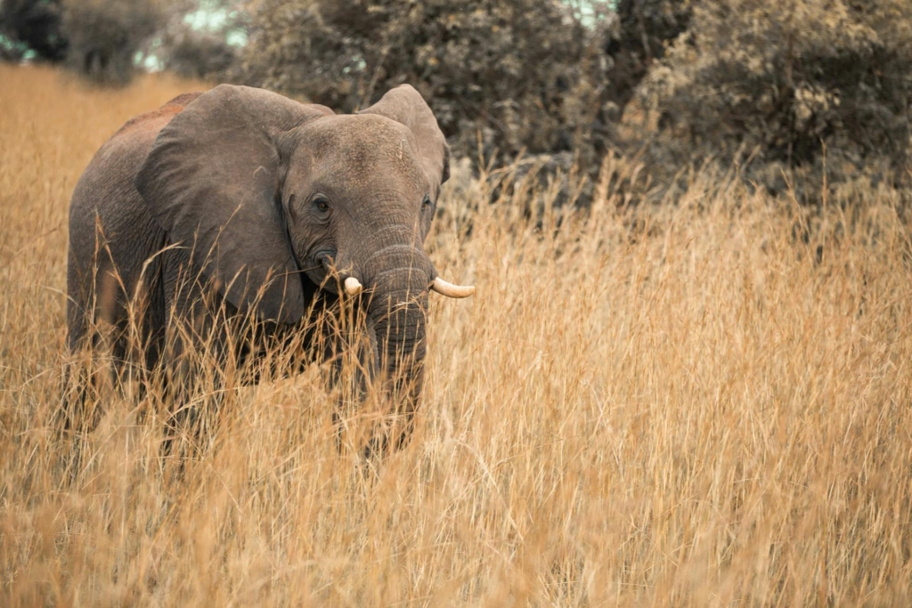 Discover Akagera National Park in May - Bird-watching & Wildlife Viewing