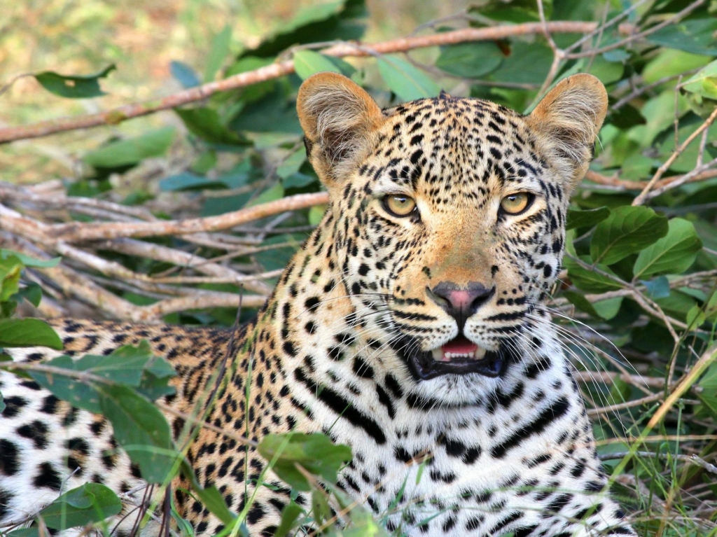 Exploring the Diverse Ecosystem of Akagera National Park