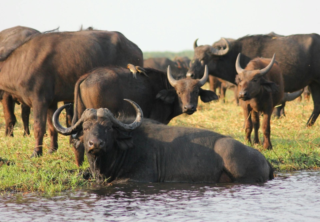 Explore Akagera National Park in August - Prime Wildlife Viewing Season