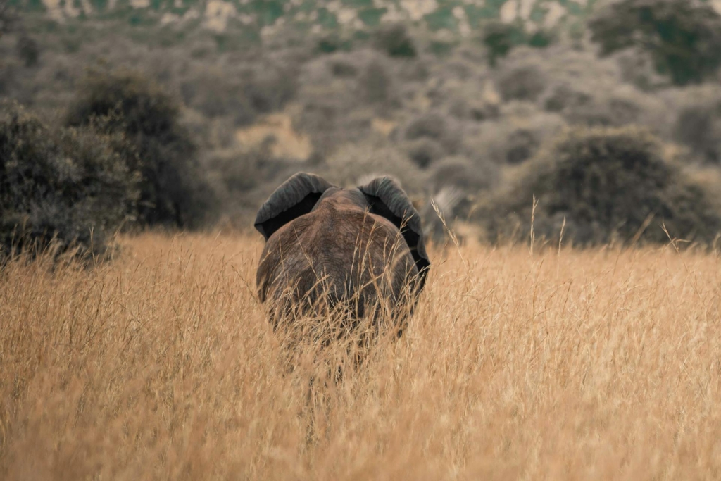 Explore Akagera National Park in September - Wildlife & Bird-watching Adventures