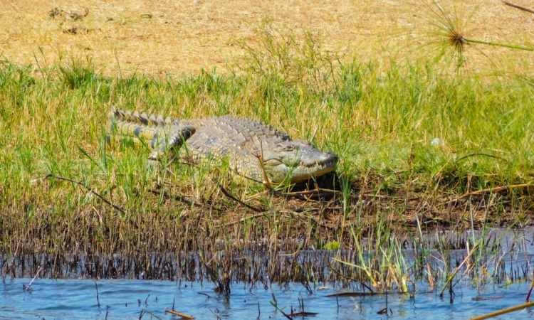 Exploring the Diverse Ecosystem of Akagera National Park