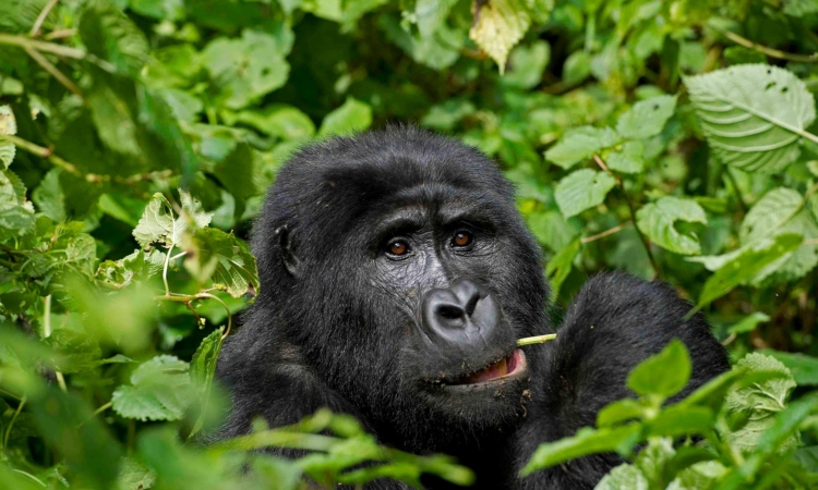 Akagera Tours from Volcanoes - Rwanda’s Wildlife Experience