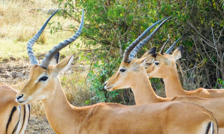 Best Time to Visit Akagera National Park - Seasonal Guide