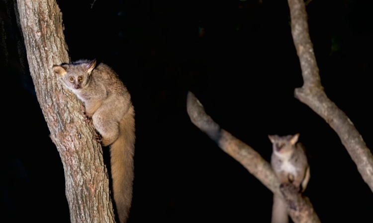 Bushbabies (Galagos) in Akagera - Nocturnal Wildlife Guide