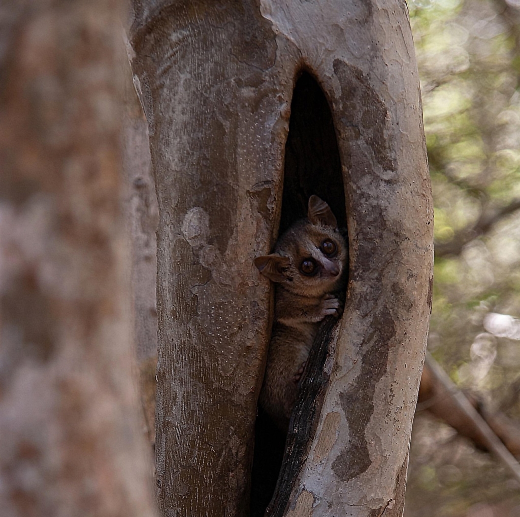 Bushbabies (Galagos) in Akagera - Nocturnal Wildlife Guide
