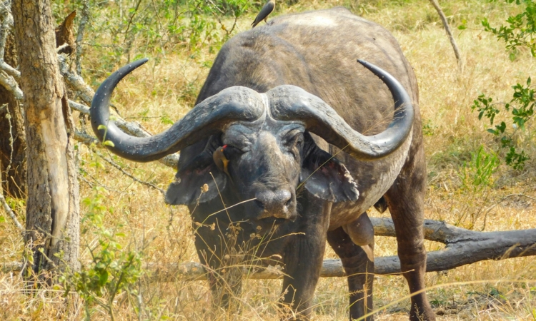 Celebrate Christmas in Akagera National Park