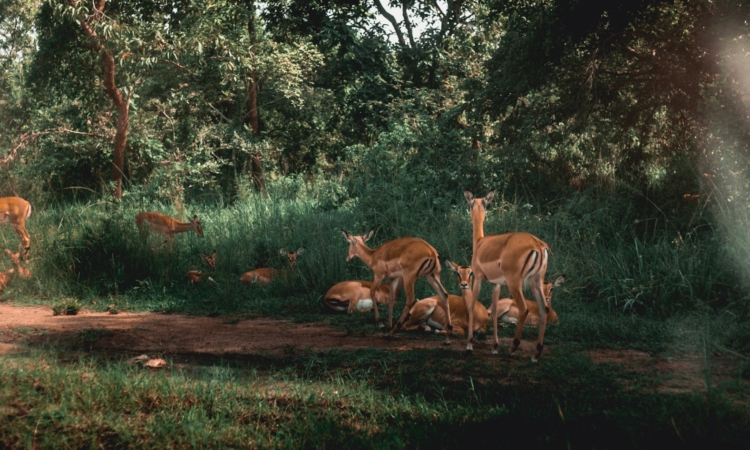 Celebrate New Year's Day with a Safari in Akagera National Park