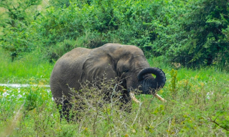 Easter Safari Guide - Exploring Akagera National Park in Rwanda