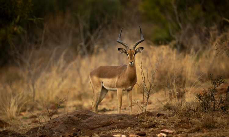 Exploring Rumara Peninsula - Akagera's Hidden Gem