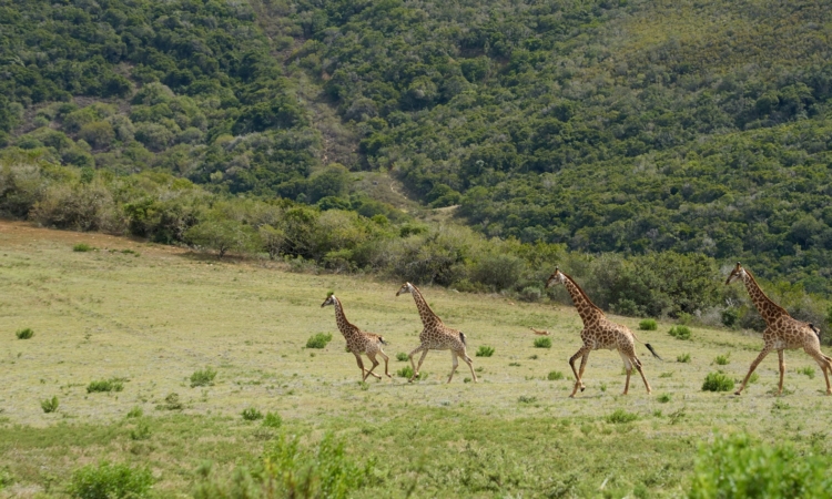 Exploring the Hills of Akagera National Park - A Hiker's Guide