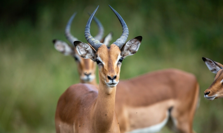 Exploring the Rurama Loop - Akagera's Scenic Safari Route