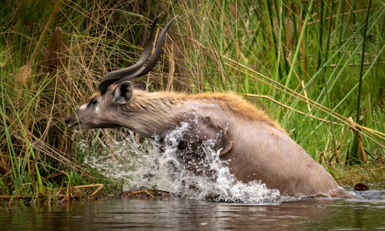 Exploring the Rwisirabo Loop - Akagera's Game Drive Route
