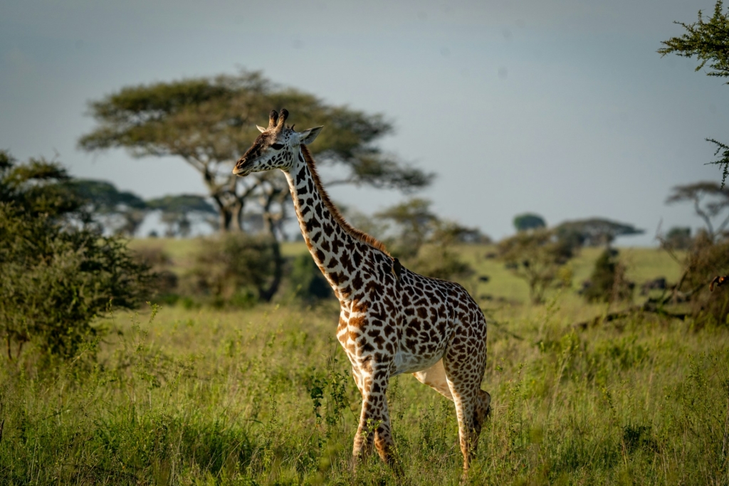 Giraffe Area Loop - Explore the Wildlife Route in Akagera