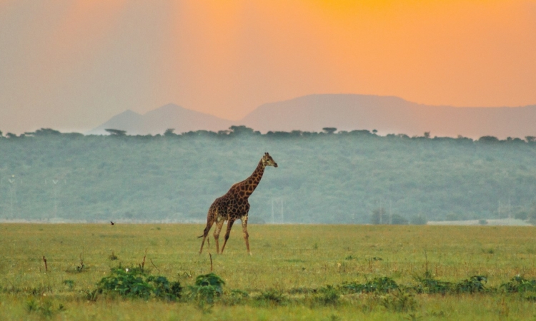 Giraffe Area Loop - Explore the Wildlife Route in Akagera