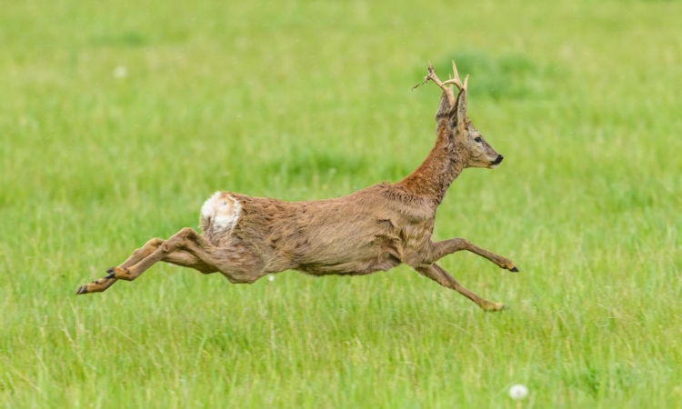Is Trophy Hunting Allowed in Akagera National Park?